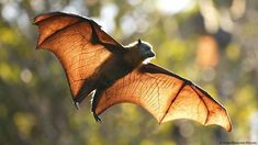 a bat flying through the air with trees in the background