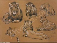 an image of lions laying down on the ground with their heads turned to look like they are