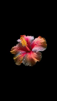 a pink and yellow flower with water droplets on it's petals, against a black background