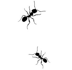 two mosquito silhouettes against a white background