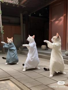 three cats dressed in costumes are standing on their hind legs and one cat is pointing at something