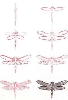 four different types of dragonflys are shown in red and black ink on a white background