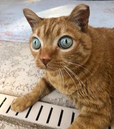 a brown cat with blue eyes laying on the floor next to a drain grate