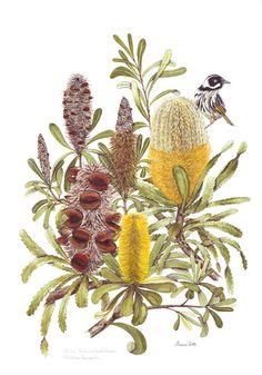 a drawing of some plants and birds on a white background