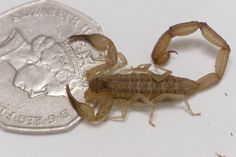 a small insect sitting on top of a coin next to it's body and legs