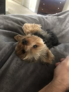 a small brown and black dog laying on top of a bed