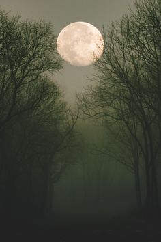 an instagram page with trees and the moon in the background