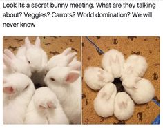 some white rabbits are sitting in a circle