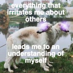 a white dog with purple hair standing in front of a lake and text that reads, everything that irritates me about others leads me to an understanding of my self