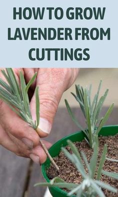 Propagating Lavender, Lavender Cuttings, Propagate Lavender, Lavender Plant Care, How To Propagate Lavender, Grow Lavender, Growing Lavender, Daily Ideas, Lavender Garden