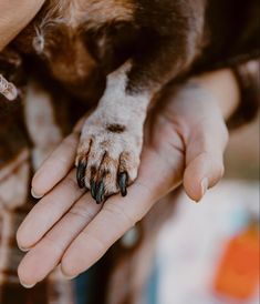 a person holding a dog's paw in their hand