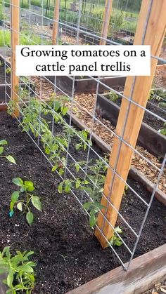 growing tomatoes on a cattle panel trellis in the garden with text overlay reading growing tomatoes on a cattle panel trellis