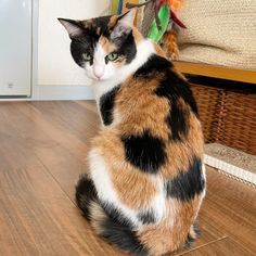 a calico cat sitting on the floor looking at something