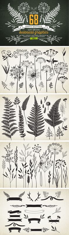 the different types of flowers and plants are shown in this graphic style, with each type of