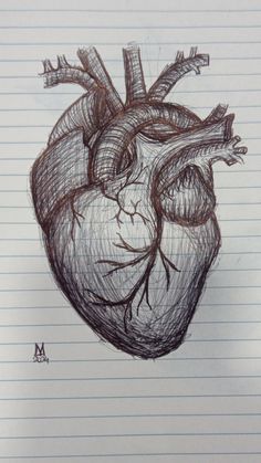 a drawing of a human heart on lined paper