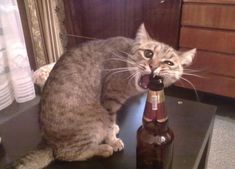 a cat sitting on top of a wooden table next to a beer bottle with it's mouth open