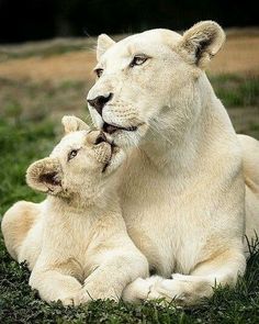 two white lions cuddle together on the grass in front of an adult and baby lion