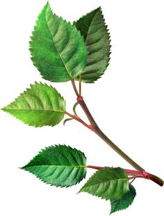 a branch with green leaves is shown on a white background