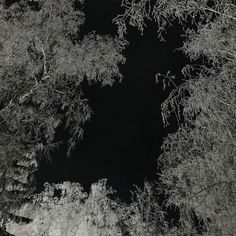 trees covered in snow at night with no leaves on the branches, looking up into the sky