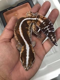 a hand holding a small gecko in front of a white and brown box with an orange stripe on it