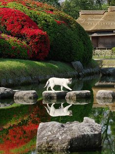 a white cat walking across a body of water next to rocks and trees with red flowers in the background