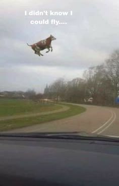 a dog is flying through the air in front of a car with its head up