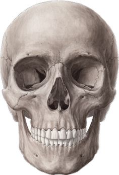 an image of a human skull showing the lower jaw and upper half of the face