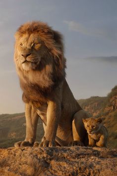 the lion and cub are standing on top of a hill