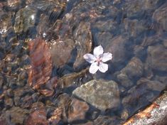 a white flower sitting on top of some rocks in the water with other rocks around it