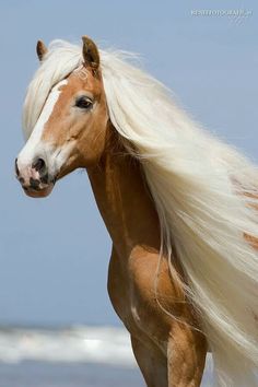 a brown and white horse with long blonde hair