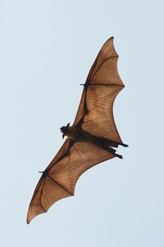 a large brown bat flying through the sky