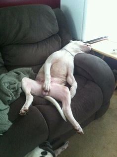 a dog laying on top of a brown couch