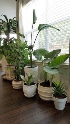 there are many potted plants on the window sill in this room, all lined up