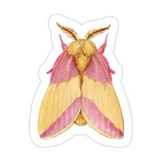 a pink and yellow moth with long wings on it's back end, sitting in front of a white background