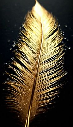 a golden feather with drops of water on it's back end, against a black background