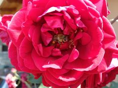 a red flower with a bee inside of it