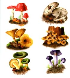 several different types of mushrooms are shown in this illustration, including one mushroom and the other