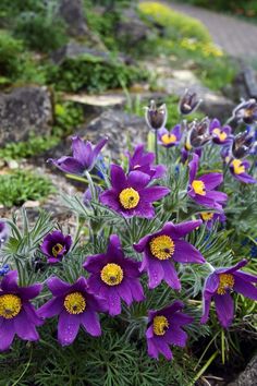 purple flowers are blooming in the garden next to some rocks and plants with yellow centers