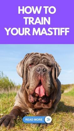 a dog laying in the grass with its tongue out and text over it that reads how to train your mastiff