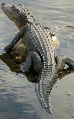 an alligator is sitting in the water with its mouth open and it's head resting on a rock