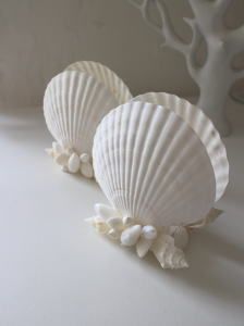 two white seashells sitting on top of a table