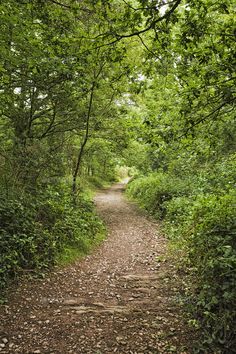 a dirt road surrounded by trees and leaves on both sides, leading into the distance