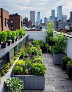 a rooftop garden with lots of plants and buildings in the background