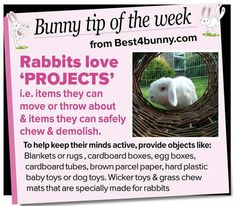 bunny tips for the week rabbits love projects