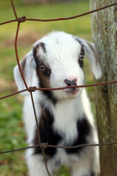 a small black and white goat standing next to a tree in front of a wire fence