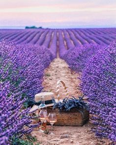 a lavender field with two wicker baskets filled with food and wine glasses on the ground