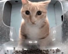 an orange cat sitting in a litter box with food on the floor and eyes wide open