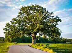 a large tree sitting on the side of a road next to a lush green field