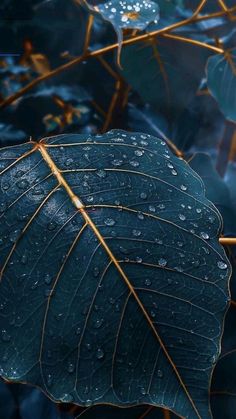 a green leaf with drops of water on it