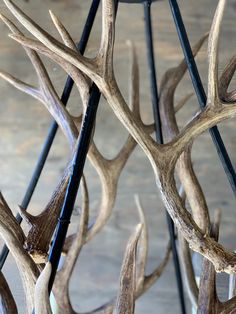 some antlers are hanging on the wall